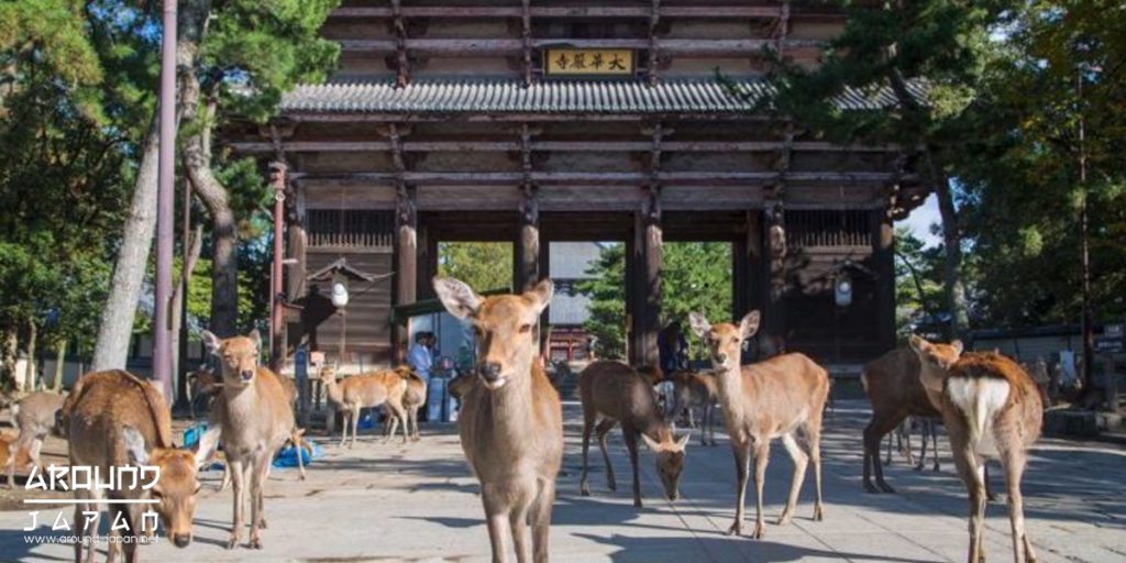 Nara เมืองแห่งกวาง